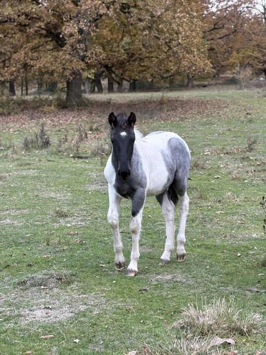 Mânză semi greu de vânzare