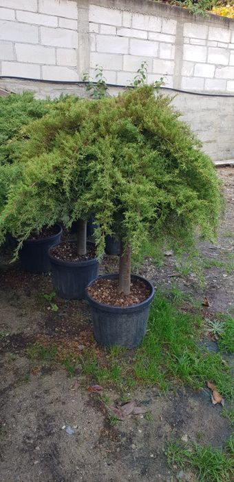 Pon pon spirală de mai multe specii