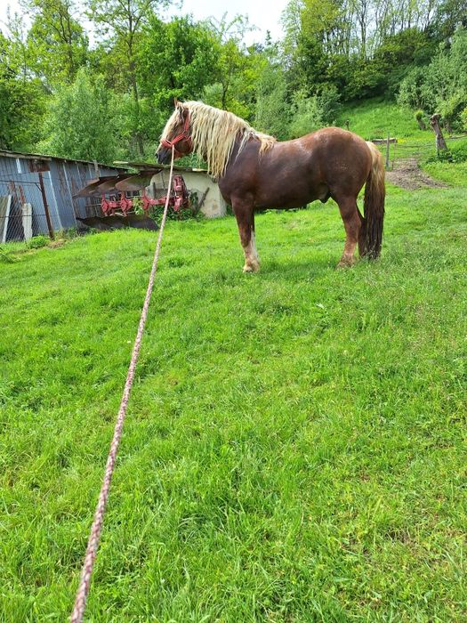 Armăsar 2 pe 3 ani