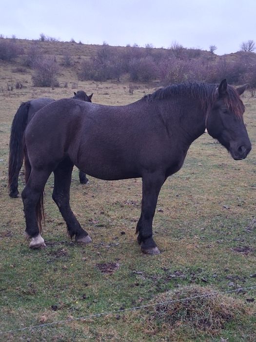 IAPÃ de vînzare de 3/4ani