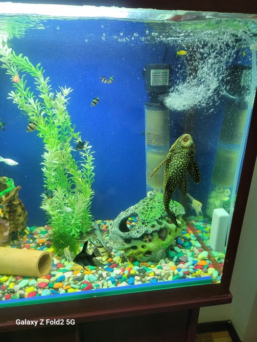 Продаётся сом-пылесос