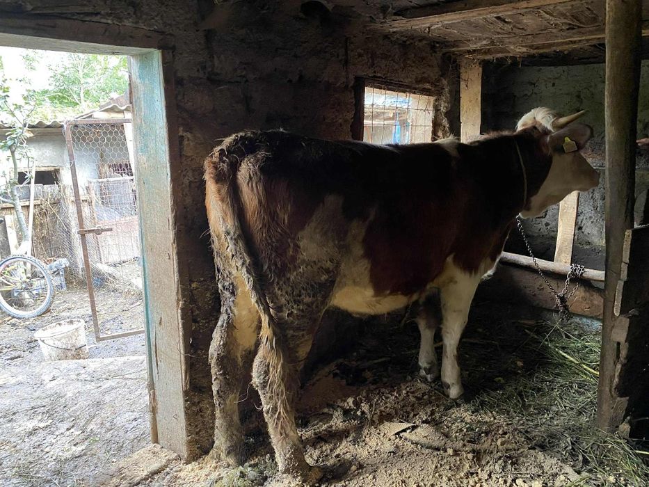 vând vițică 
este gestanta in doua luni(monta)
preț 7500 de lei
preț u