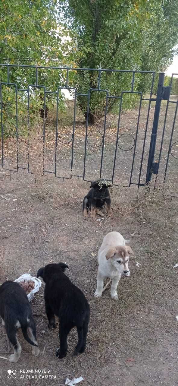 Кутята в добрые руки