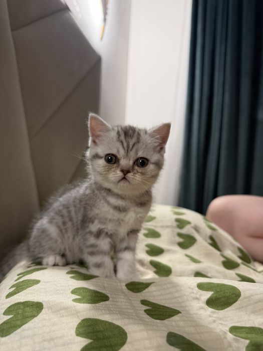 Шотландская прямоухая девочка 2 месяца