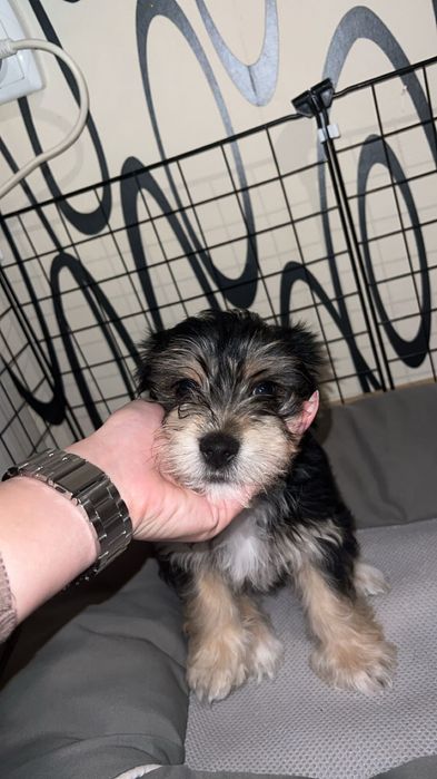 Йоркширски териер – бивер