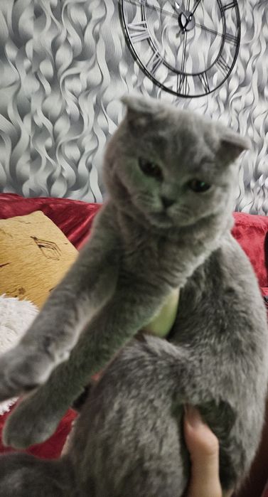 Fetita scottish fold blue