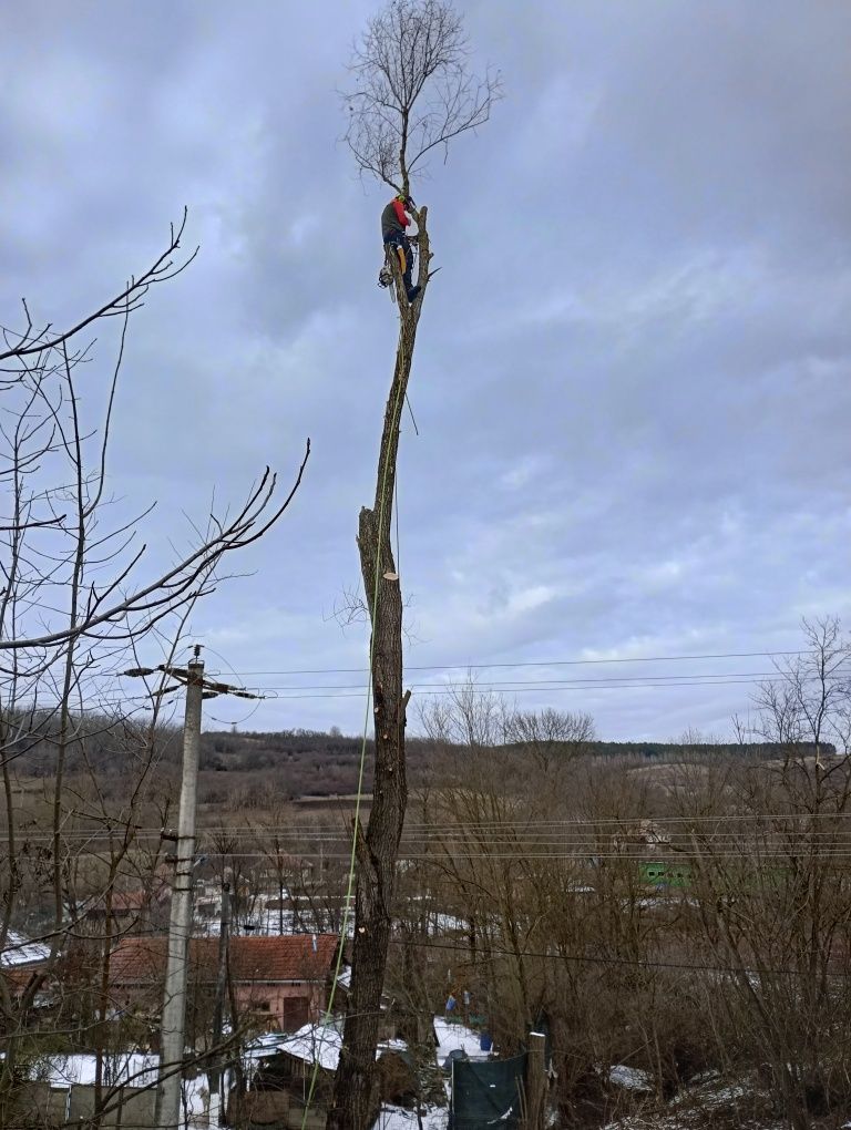 Toaletare defrișare arbori