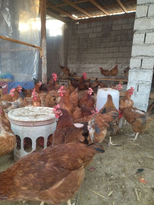 Хан Хяп жужалари, тухумлари сотувда