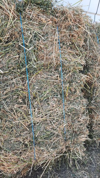 ‼️Baloti de  lucerna 2025‼️