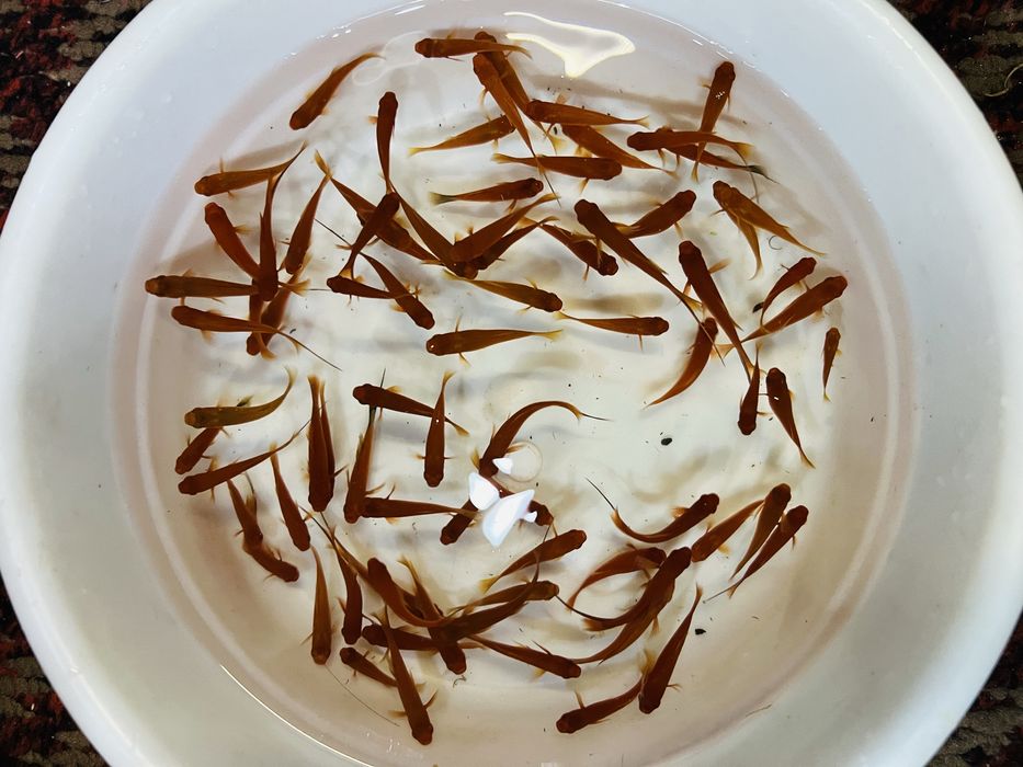 Меченосец сотилади