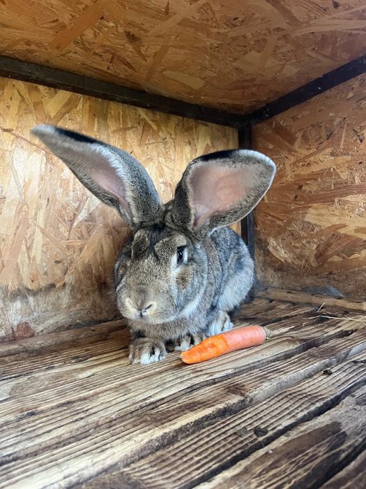 Iepure mascul uriaș german - 14 luni