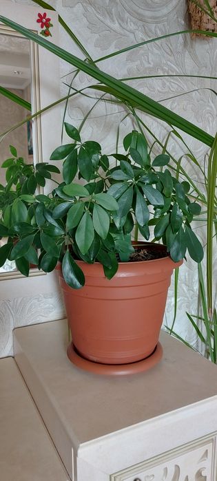 Шефлера. Комнатный цветок