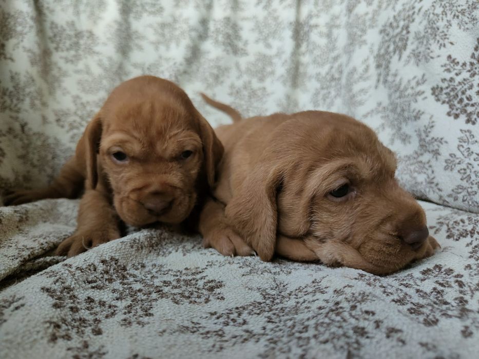 Căței vișla maghiară