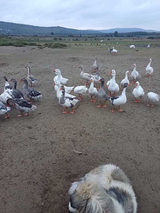 Vând rate și gaste