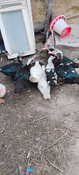 De vânzare Rațe mute