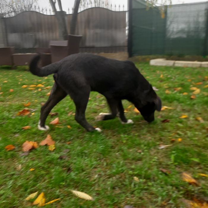 Cățeluș spre adopție