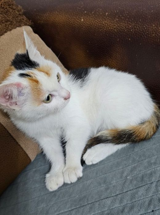 Котёнок Девочка бесплатно