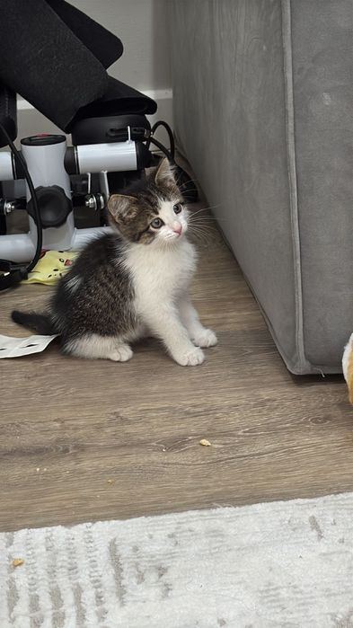 Отдам котенка 1.5 месяца