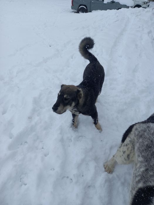 Алабаи азиат сучка