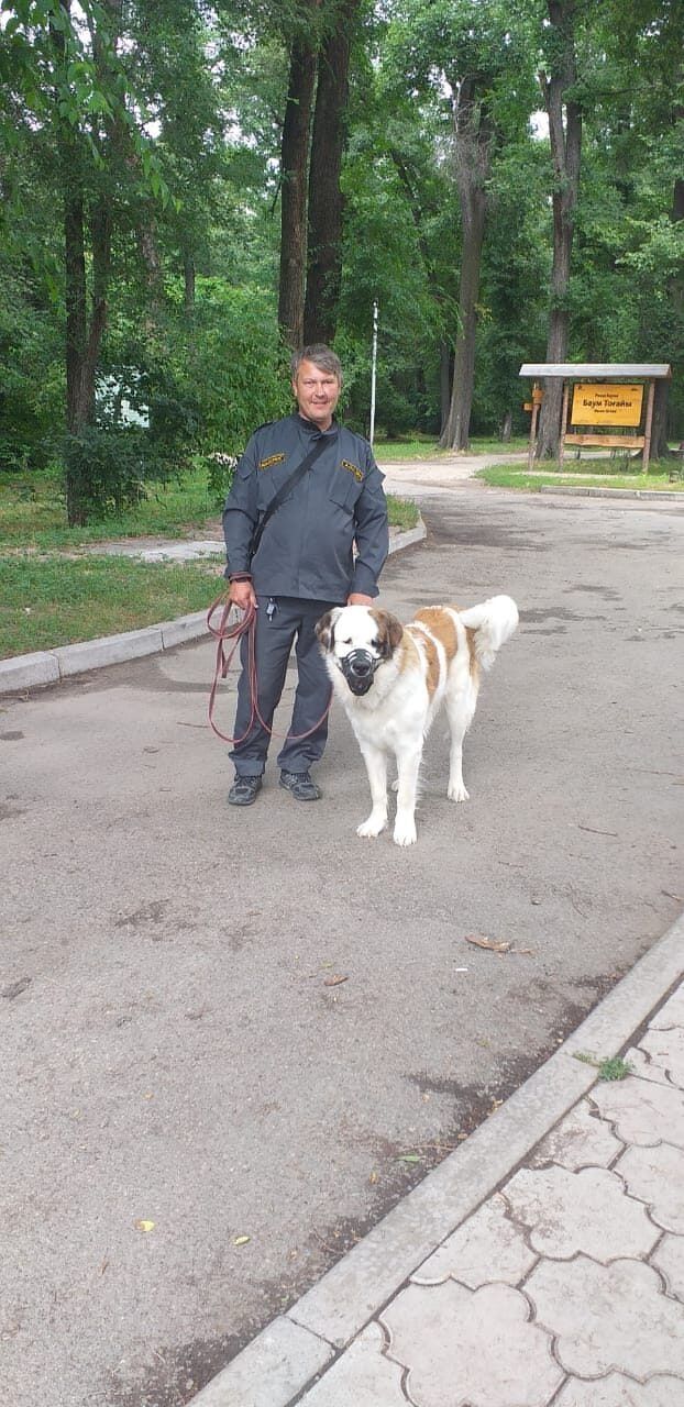Дрессировка собак