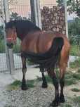 Vând cal   preț 3000 euro