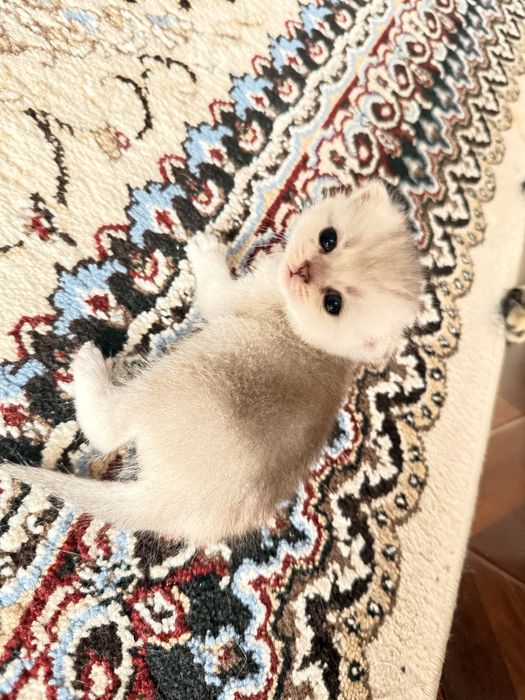 mushuk bolasi котенок shinshilla