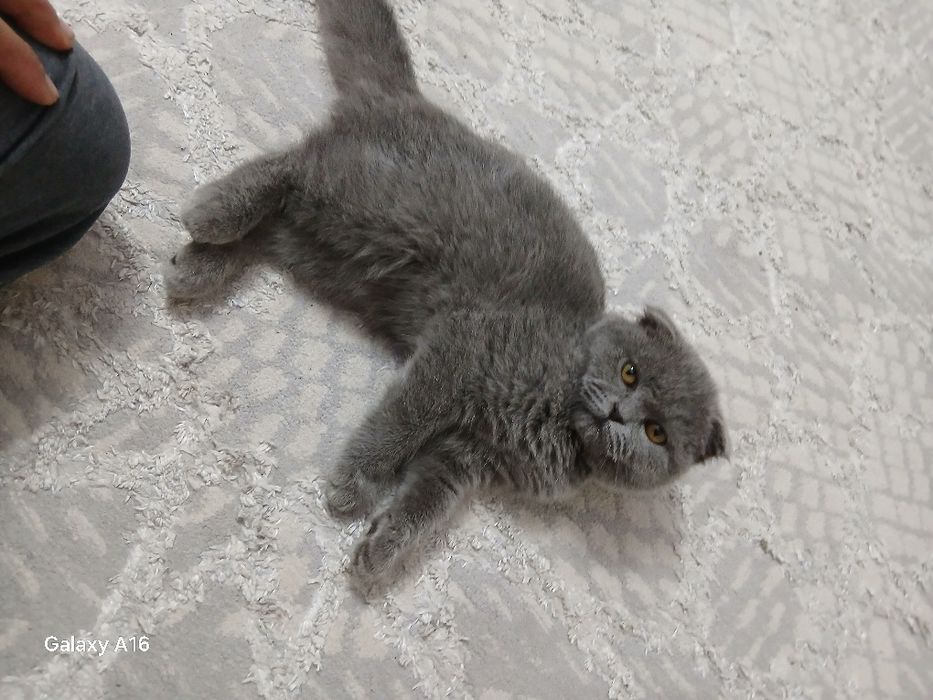 Mushuk  narx kelishiladi