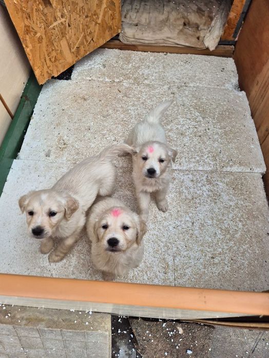 Продавам 3 малки Golden Retriever кученца – на 2 месеца