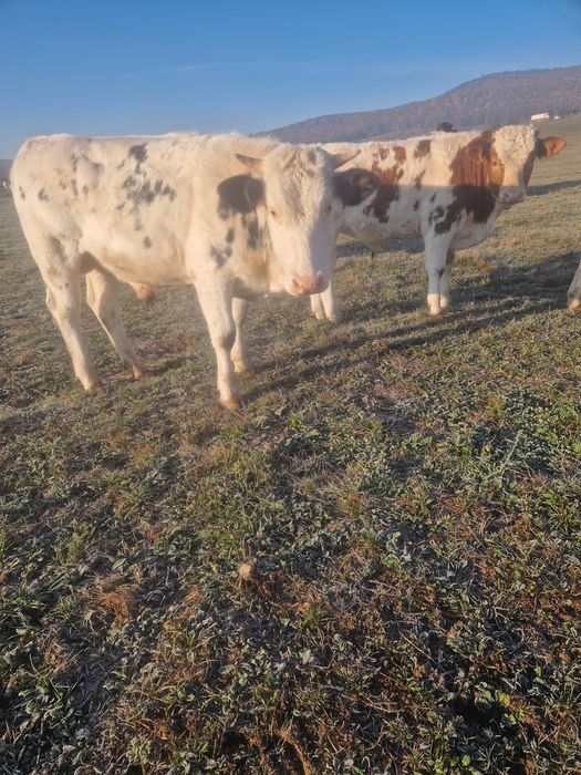 Taurasi și vițele de vânzare