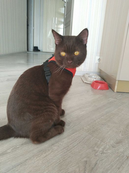 Отдам кота домашнего!