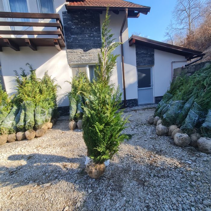 Tuia Leylandi 1,60m