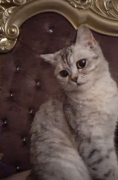 Продаётся Котёнок Британской серебристой Шиншилла.