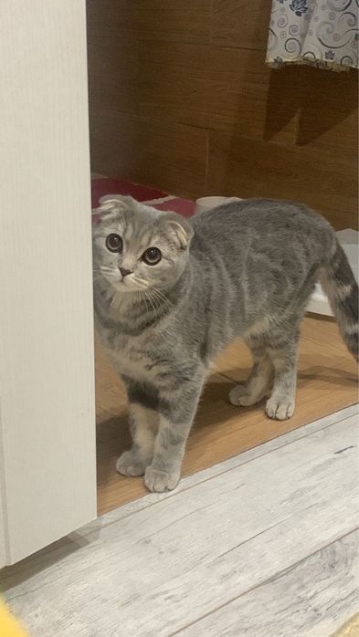 Кошка шотландская вислоухая