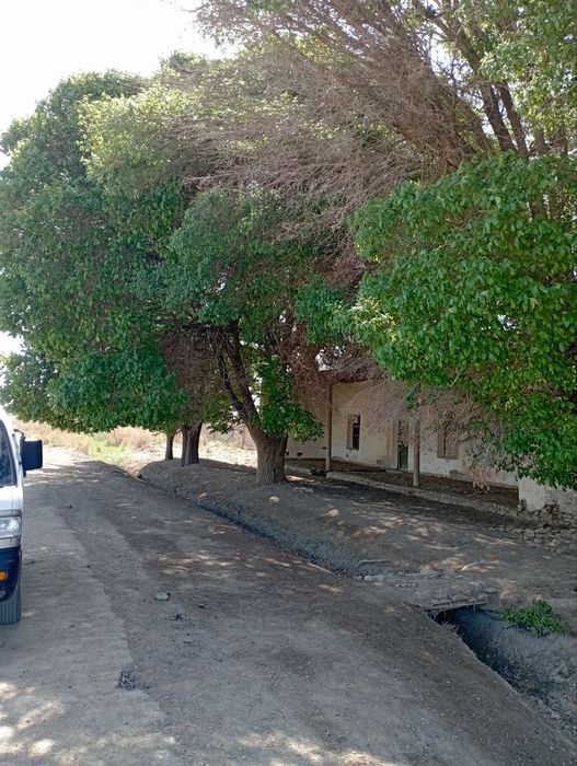 Ферма Янгарик чкирчида