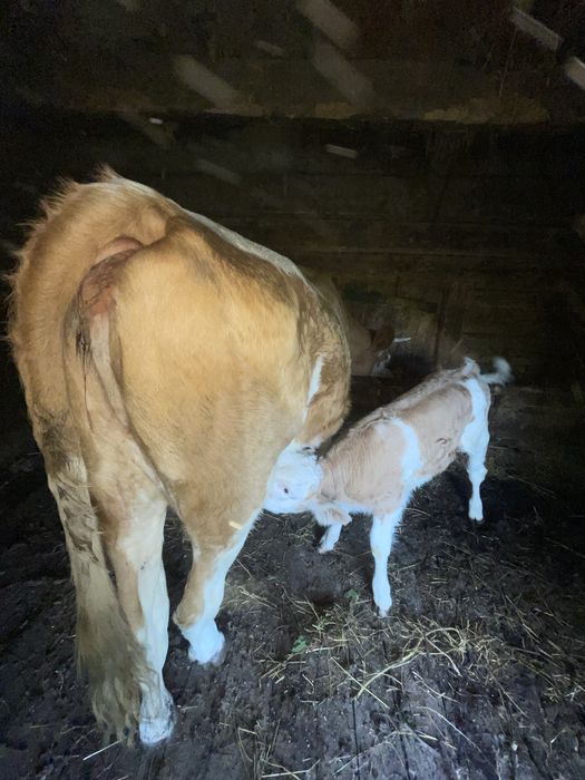 Vand juninca cu vitel