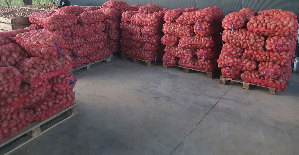 Cartofi consum Esmee, ambalat astazi 12 noiembrie