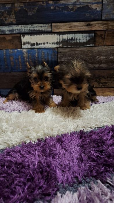 Йокширски териер