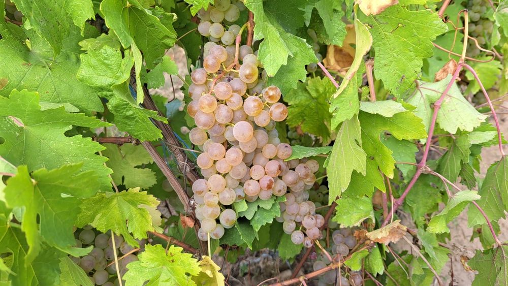 Struguri Ceasla de masă