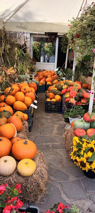 Dovleac de vănzare (Halloween, ornamental, etc.)