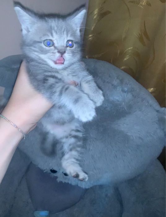 скотиш страят серый кизча зоти тоза 100%