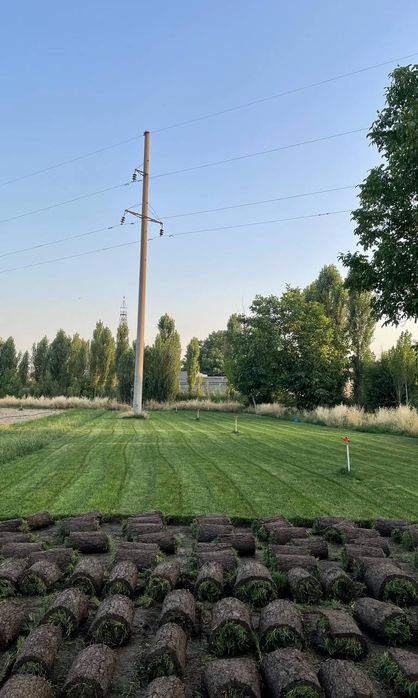 Газон екамиз таййор ва уруґдан