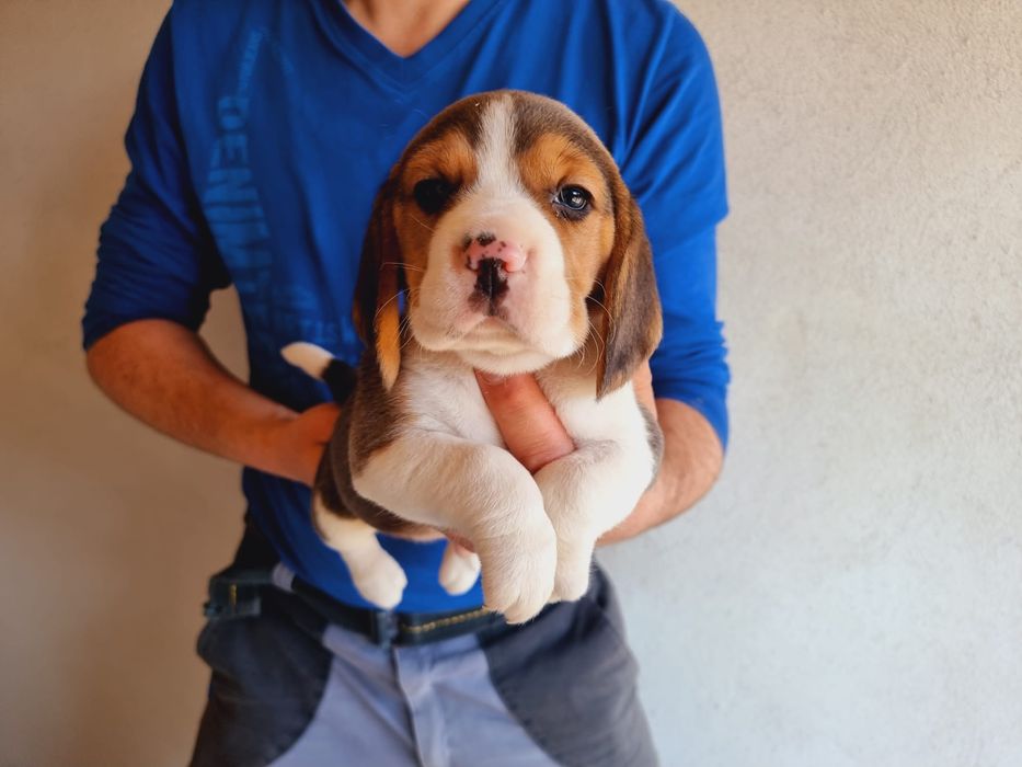 Pui beagle tricolor