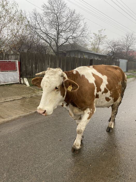 Vaca baltata romaneasca