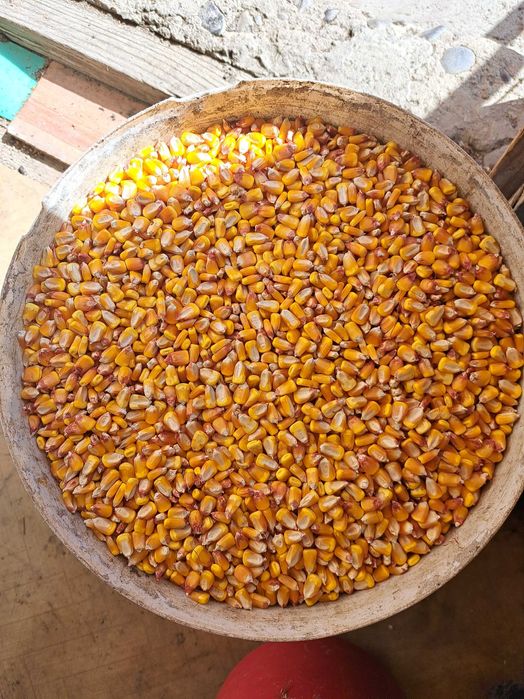 Vand Porumb si păsat