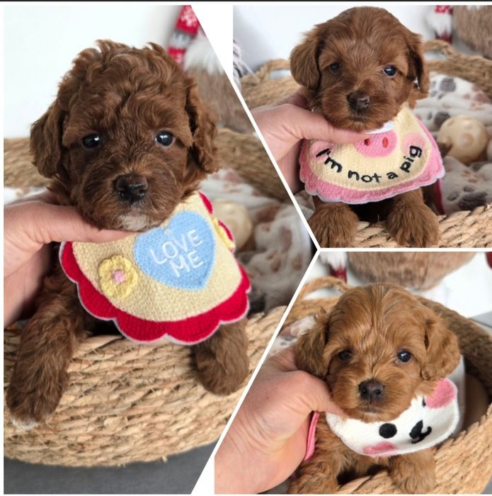 Пудел тийкъп /Poodle toy Малтипу Maltipoo