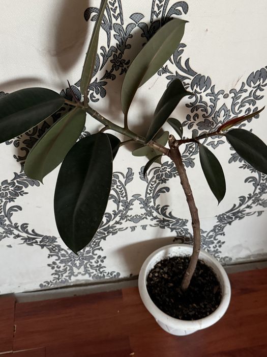 Цветы домашние