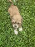 Bichon de vanzare maltez