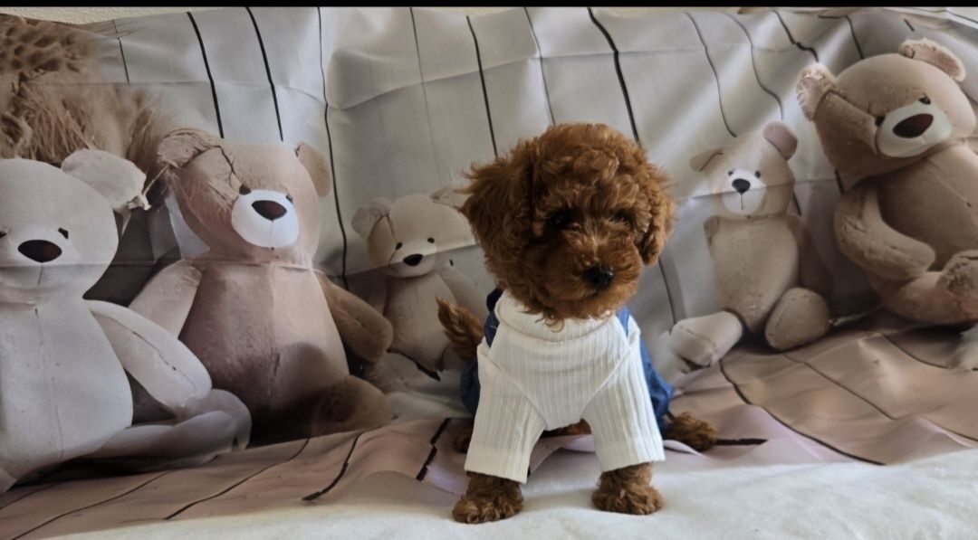 Пудел той Poodle toy с родословие момиче