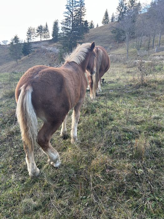 Manz semigreu ( armasar )