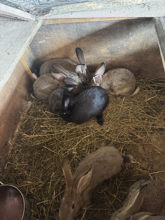 Iepuri metis de vanzare codor